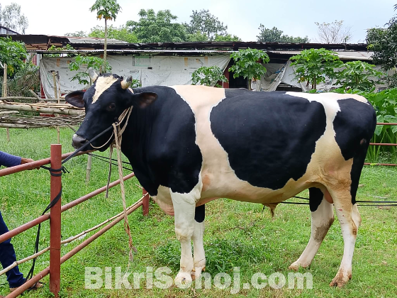Cow